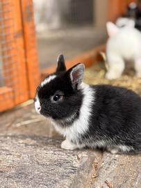 Cuccioli coniglio nano colorato e Minilop