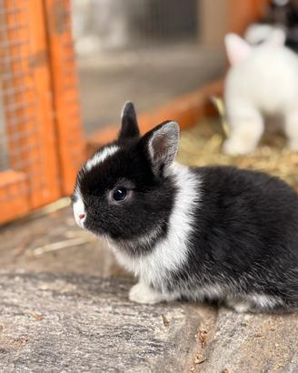 Cuccioli coniglio nano colorato e Minilop