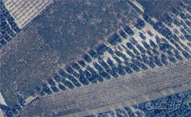 Terreno agricolo con uliveto