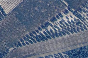 Terreno agricolo con uliveto