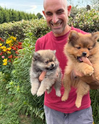 Cuccioli della Pomerania