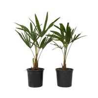 2 x palme 100 cm 🌴 giapponesi  resistenti al gelo