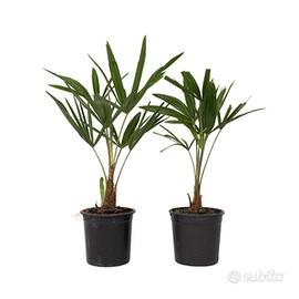 2 x palme 100 cm 🌴 giapponesi  resistenti al gelo