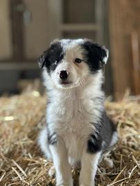 Cucciolo Border Collie
