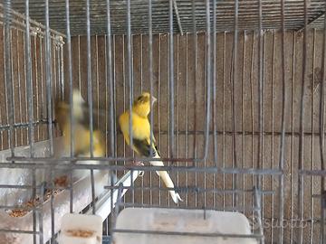 Disponibili coppia di canarini