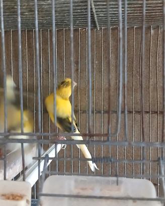 Disponibili coppia di canarini
