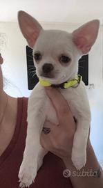 Cuccioli di chihuahua pelo corto