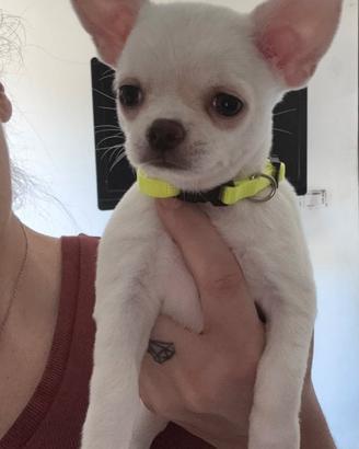 Cuccioli di chihuahua pelo corto