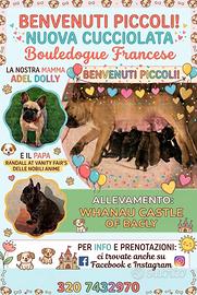 Cuccioli di Bouldogue Francese