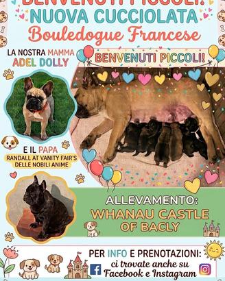 Cuccioli di Bouldogue Francese