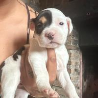 Pitbull cuccioli