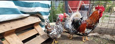 Galline millefiori di Lonigo