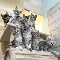 Cuccioli Maine Coon