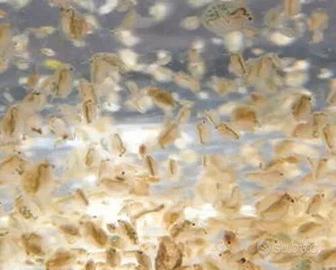 Daphnia, Dafnia pulce d'acqua cibo