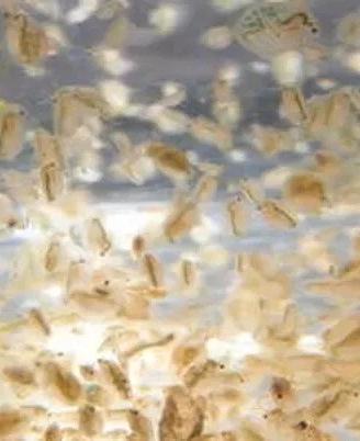 Daphnia, Dafnia pulce d'acqua cibo