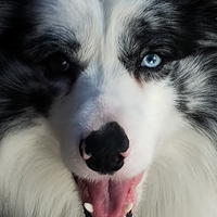 Maschio Border Collie Blue Merle per Accoppiamento