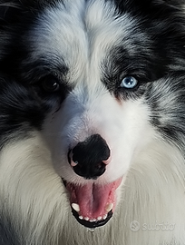 Border Collie per Accoppiamento