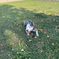 Cane amstaff