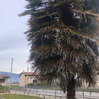 Palme