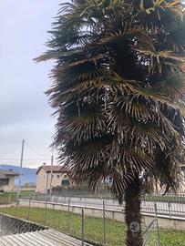 Palme
