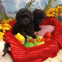 Disponibili Cuccioli Barboncino Nero Taglia Picc