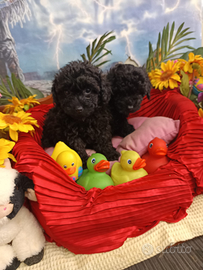 Disponibili Cuccioli Barboncino Nero Taglia Picc