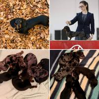 Cuccioli bassotti tedesco con pedigree
