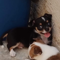 Chihuahua
