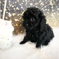 Barboncino toy maschio Black