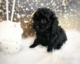 Barboncino toy maschio Black