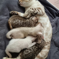 Gattini Bengala con Pedigree