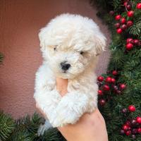 Maltipoo toy