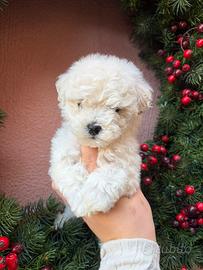 Maltipoo toy