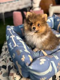 Cucciolo Spitz volpino di pomerania Toy