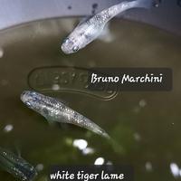 Medaka white tiger lame