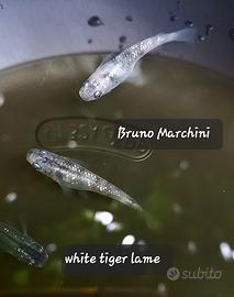 Medaka white tiger lame