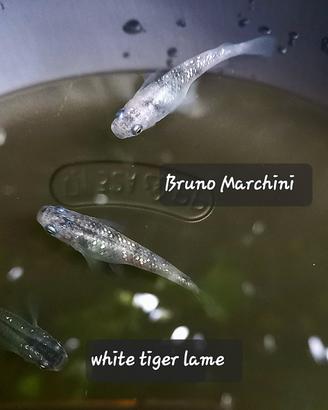 Medaka white tiger lame