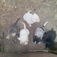 Cagnolini