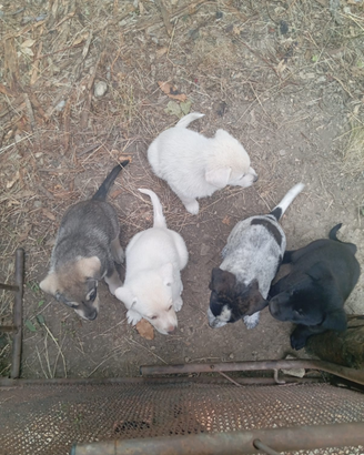 Cagnolini