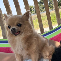 Affido gratuitamente chuwawa dolcissimo