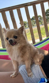 Affido gratuitamente chuwawa dolcissimo