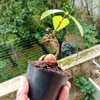 prebonsai di castagno 