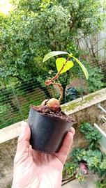 prebonsai di castagno 