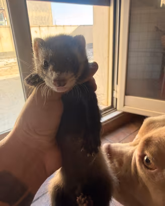 Cucciolo di furetto