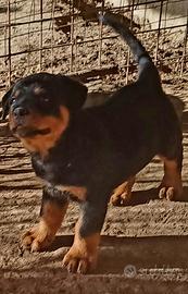 Cuccioli di rottweiler