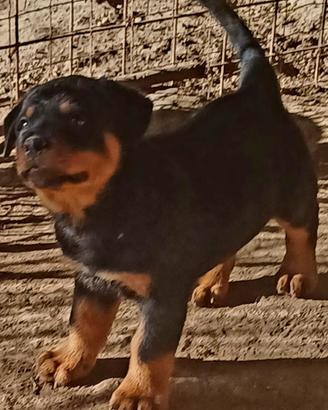 Cuccioli di rottweiler