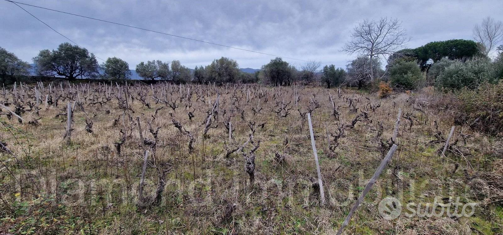 Vigneto in zona DOC a Castiglione di Sicilia - Vista 2