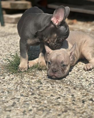 Bulldog francesi esotici da URLO SOLO PER POCHI