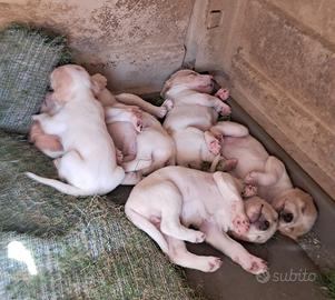 Cuccioli segugio dell'isttria