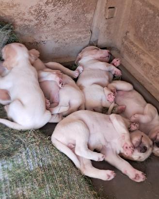 Cuccioli segugio dell'isttria